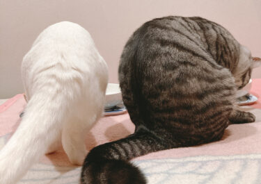 猫のおしりの匂いが好き！飼い主ゆえの猫への愛のかたち【ネコハラではありません】