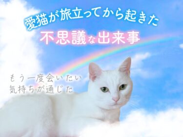 猫が亡くなったあとに起きた不思議なできごと｜もう一度会いたい思いが通じた